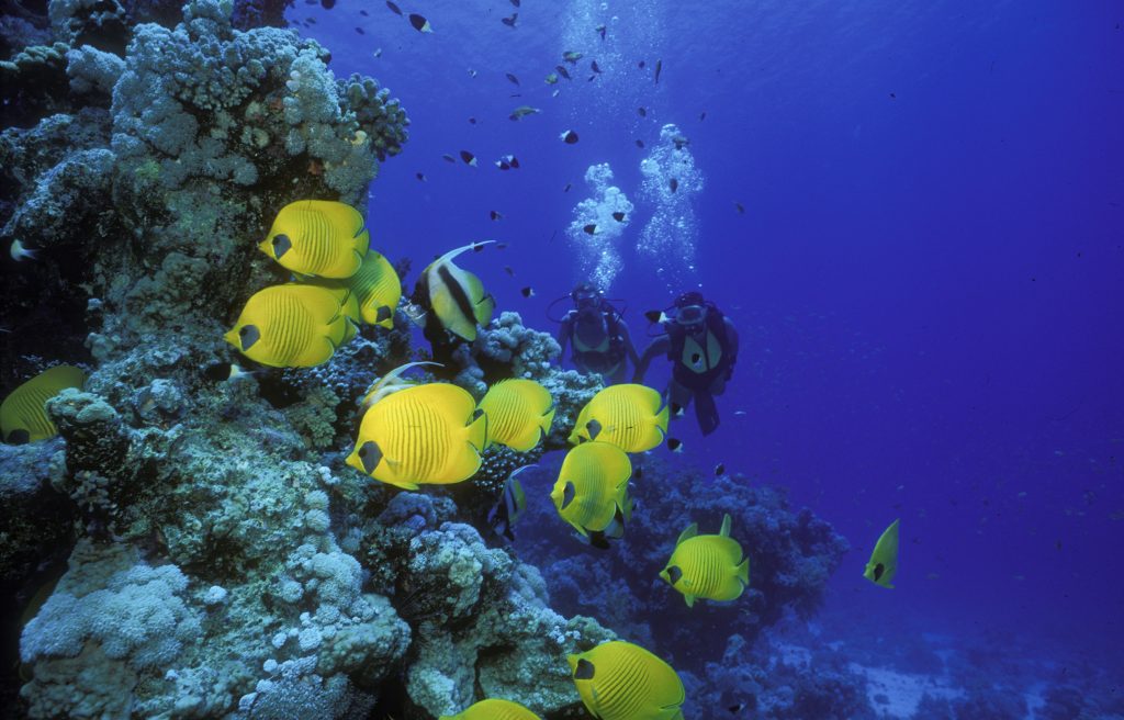 Scuba divers and a school of different types of butterflyfish, Red Sea